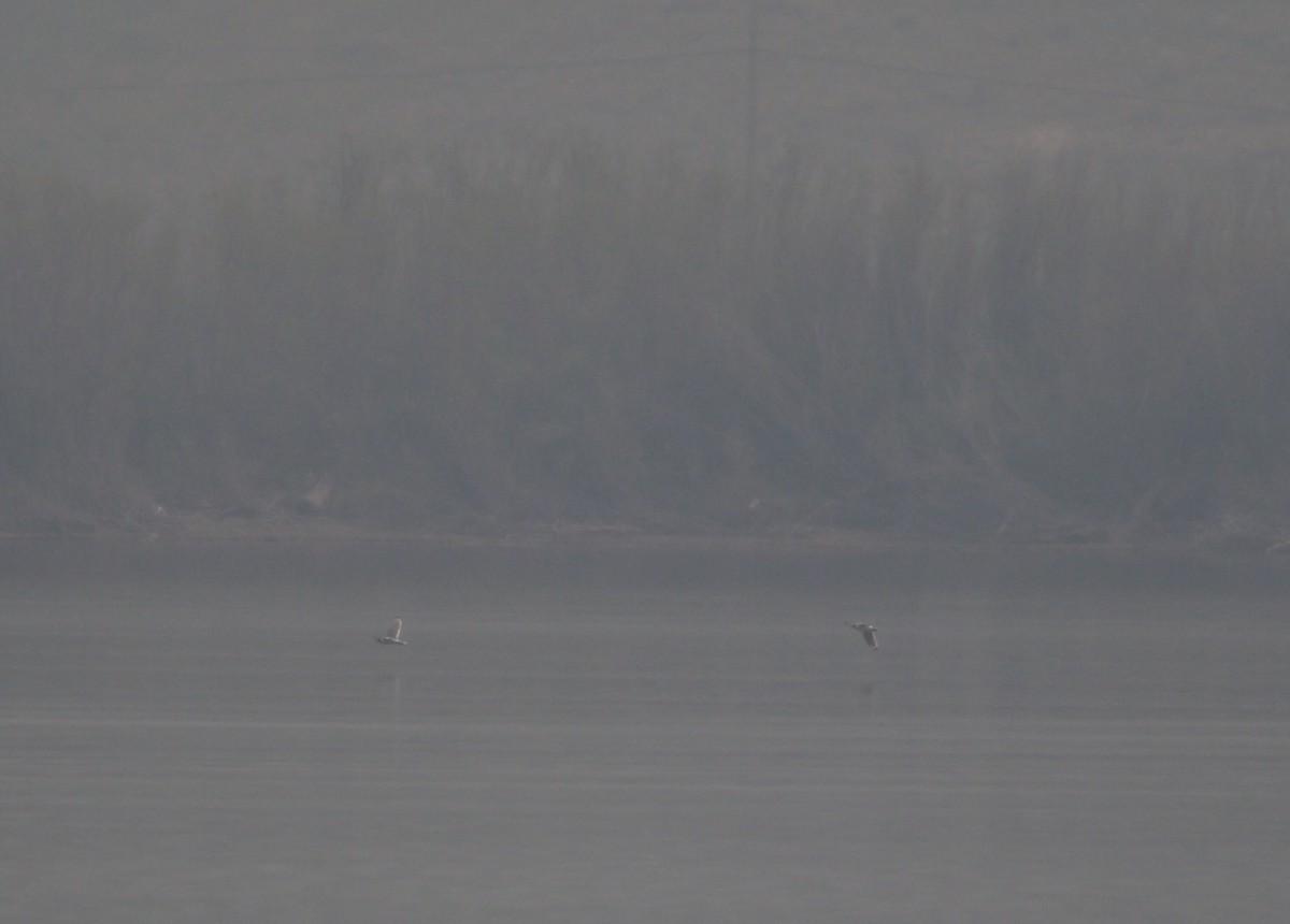 Franklin's Gull - ML614163497