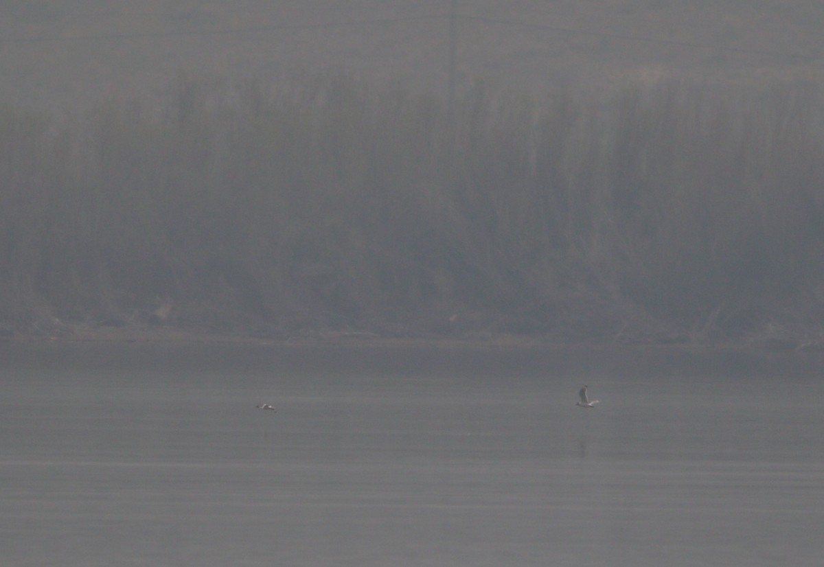 Franklin's Gull - ML614163498