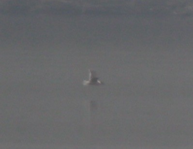 Franklin's Gull - ML614163503