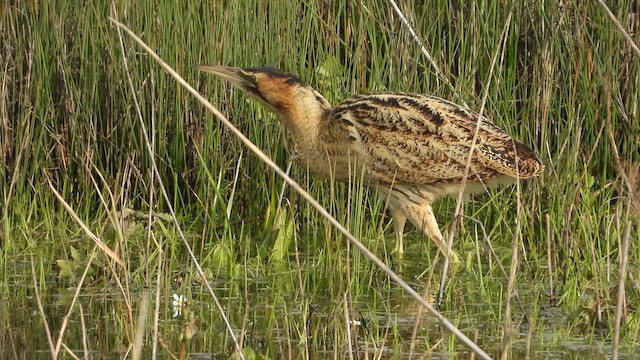 Eurasian Bittern - ML614163532