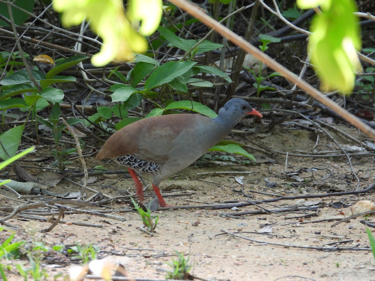 Small-billed Tinamou - ML614163548