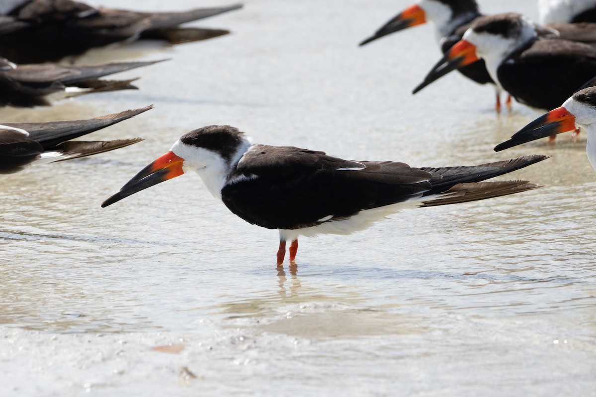 Black Skimmer - ML614163557