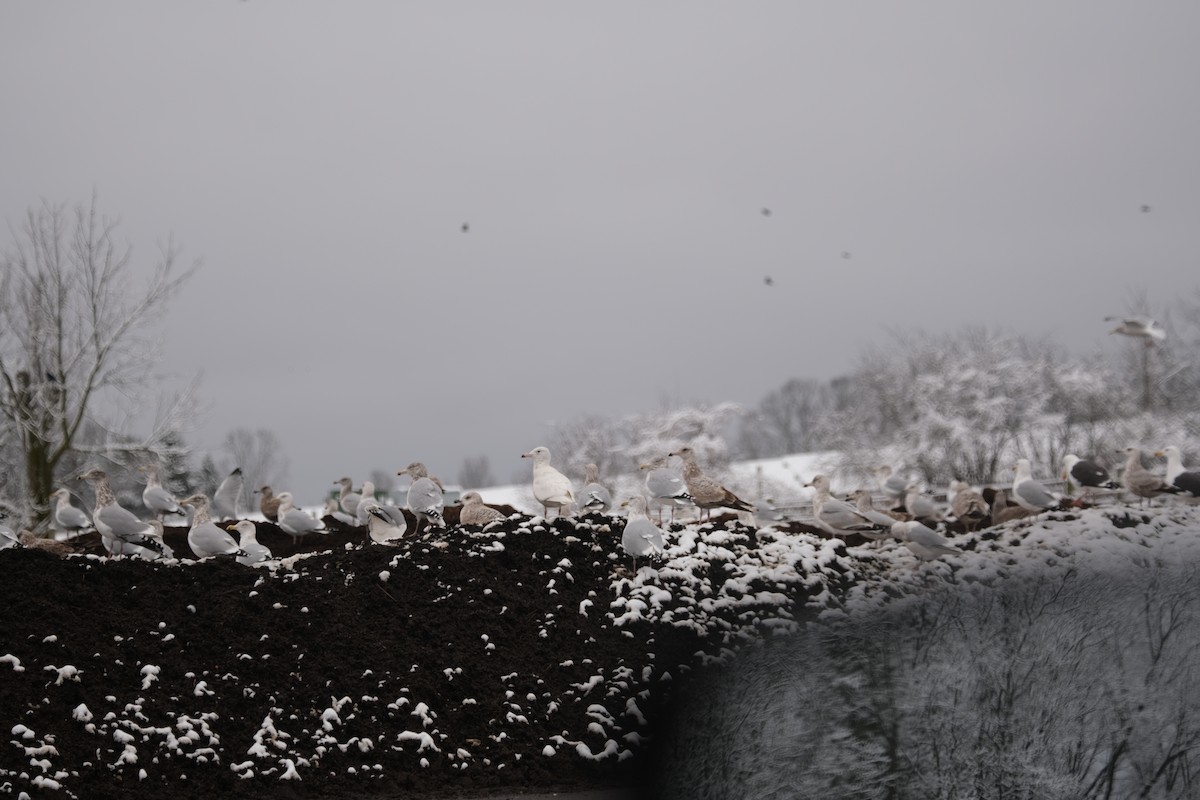 Glaucous Gull - ML614163595