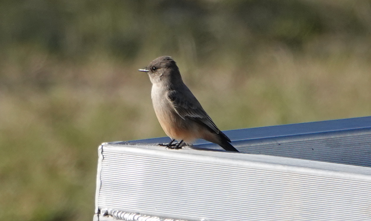 Say's Phoebe - ML614163599