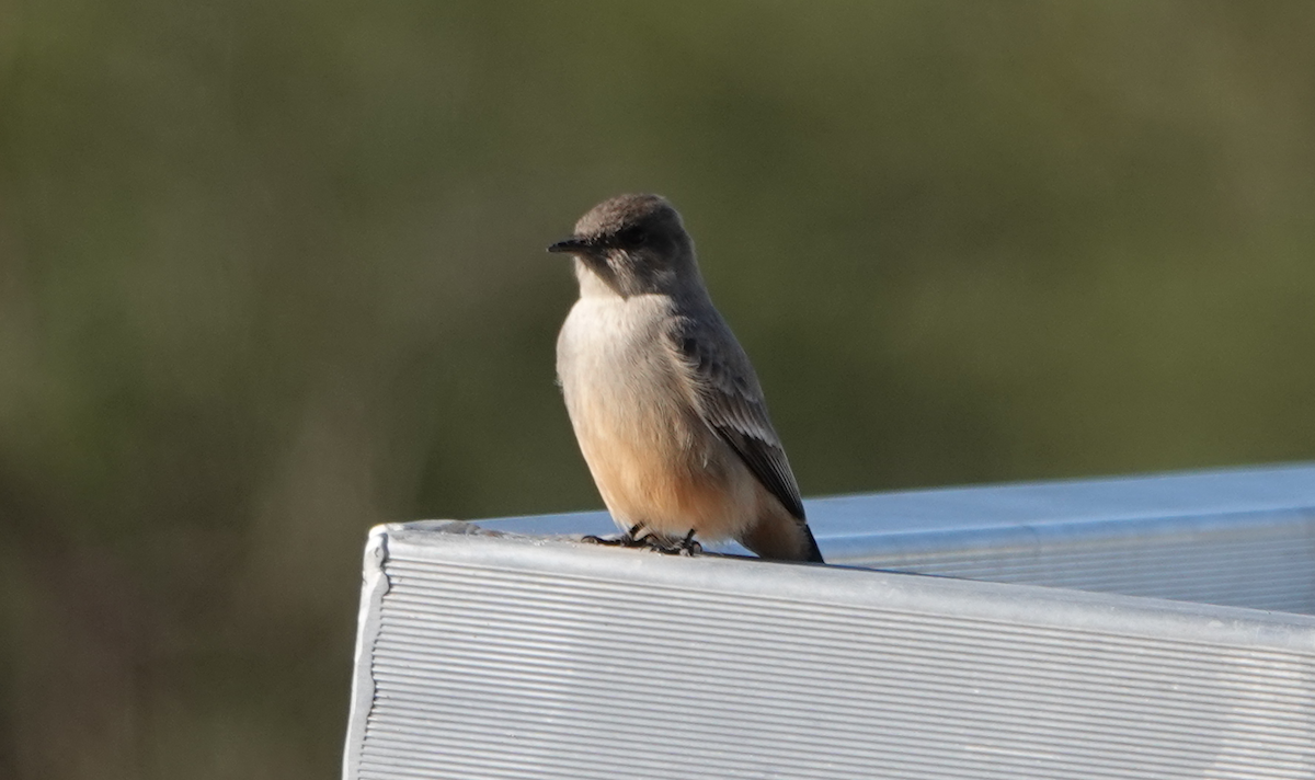 Say's Phoebe - ML614163600