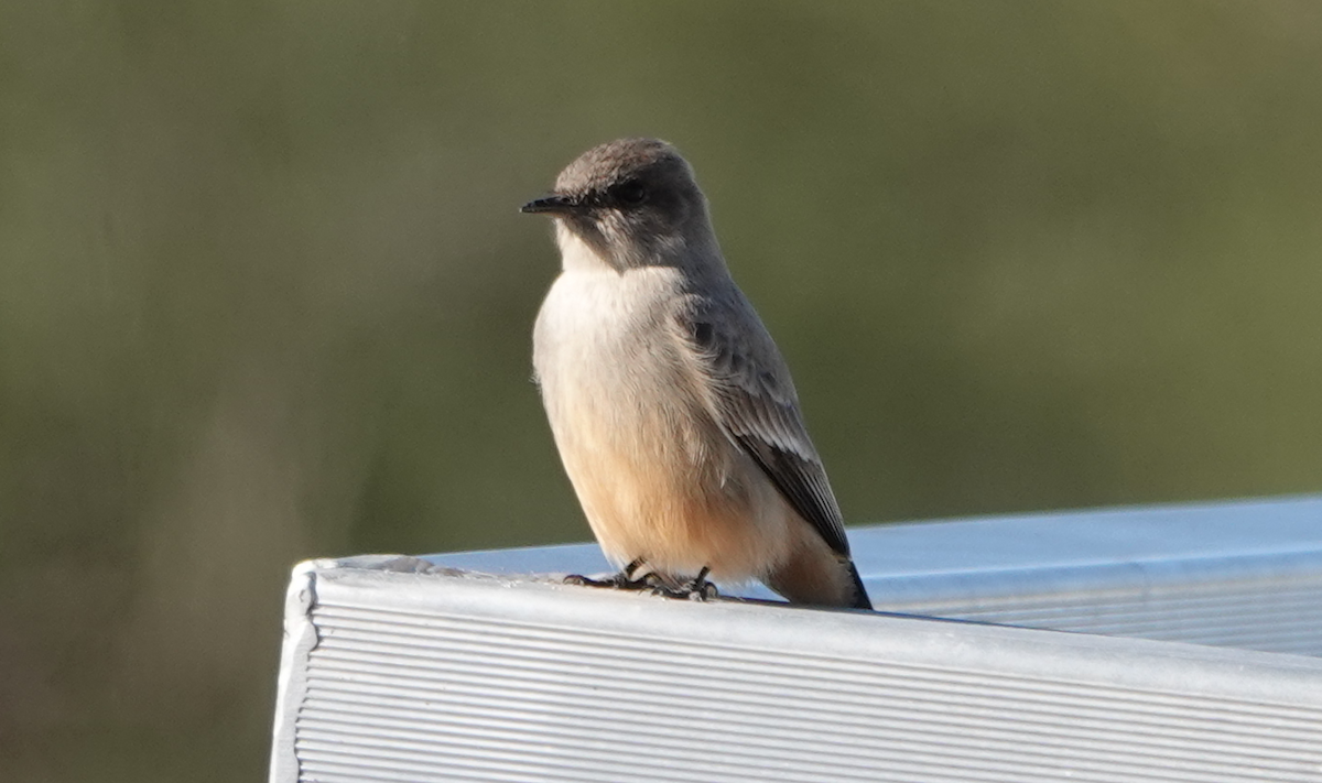 Say's Phoebe - William Boyes