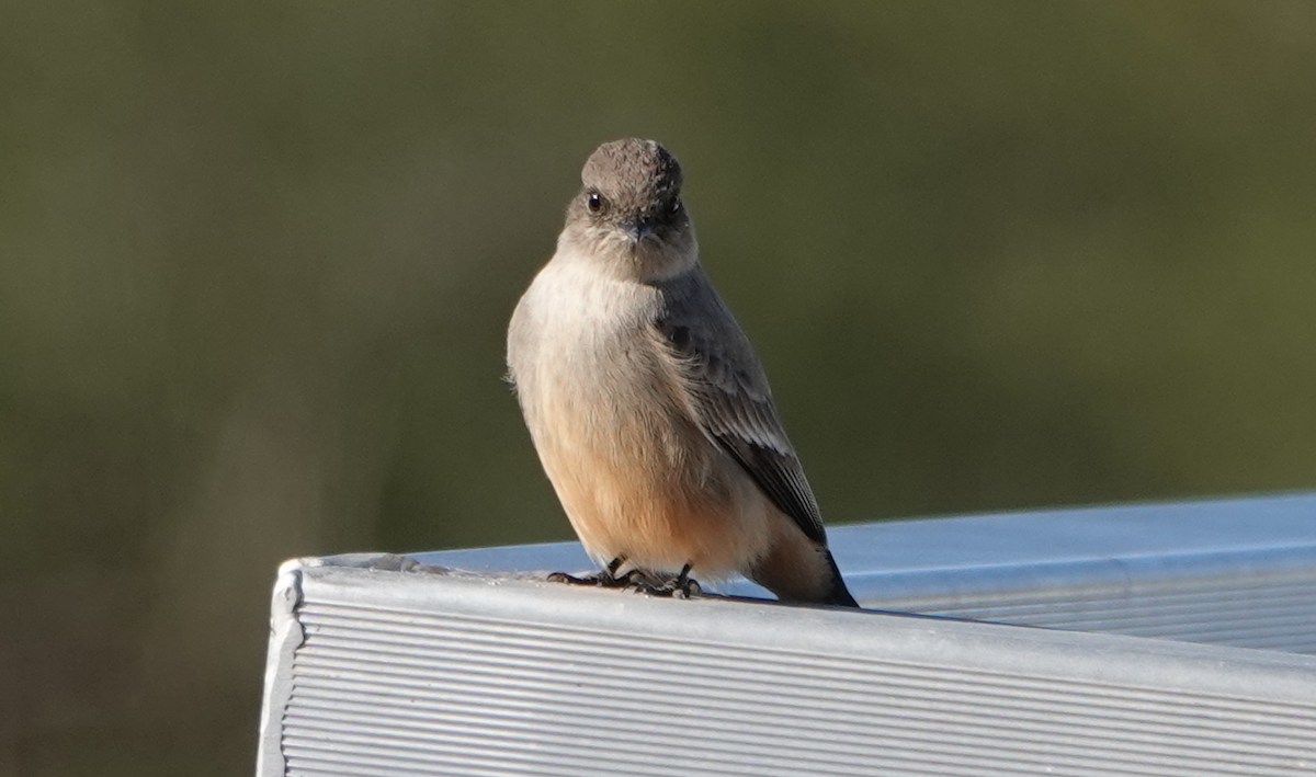 Say's Phoebe - ML614163602