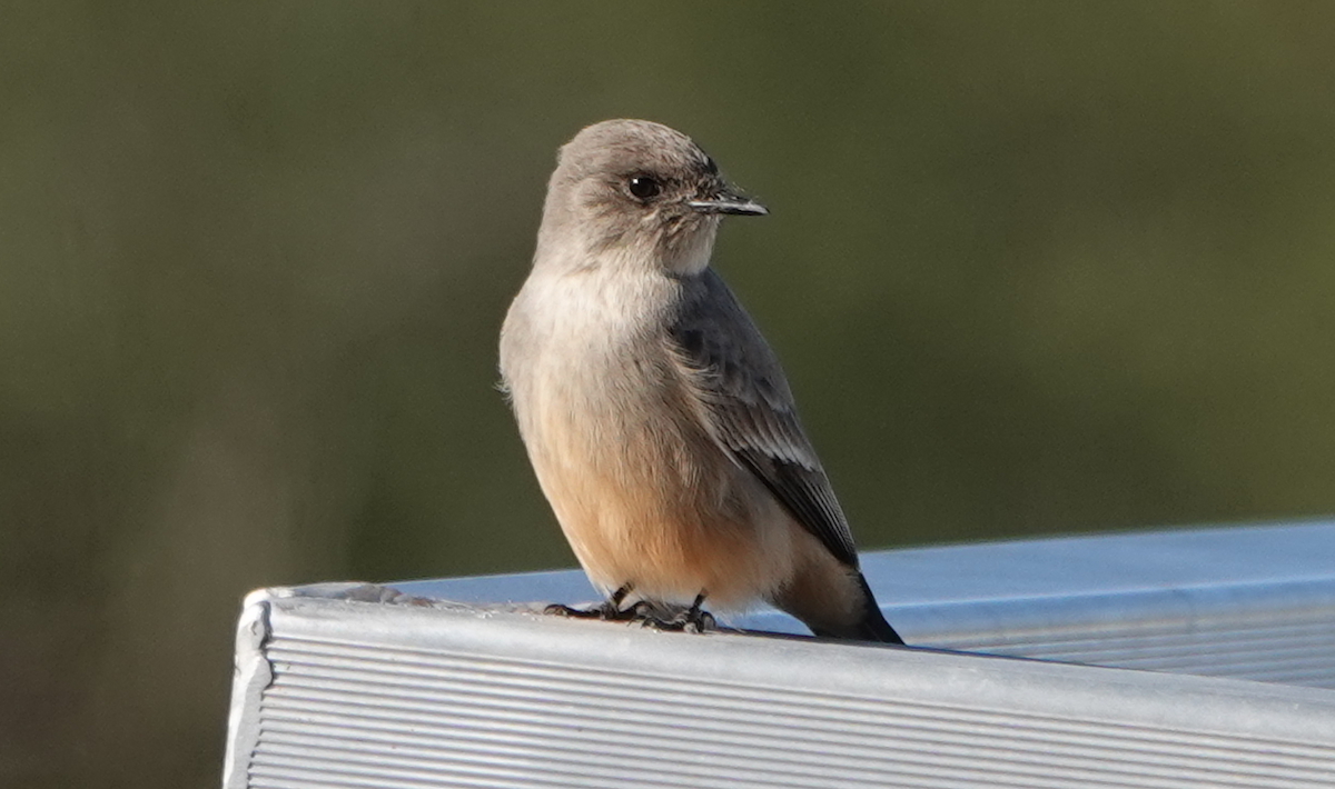 Say's Phoebe - ML614163603