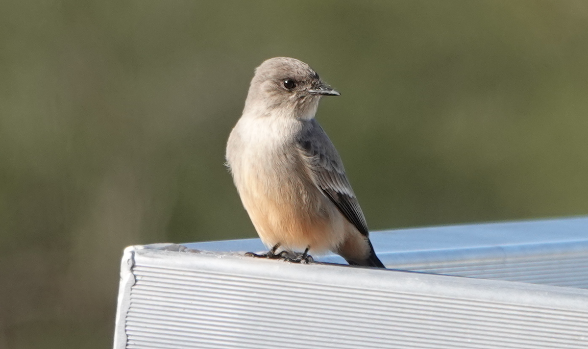 Say's Phoebe - ML614163604