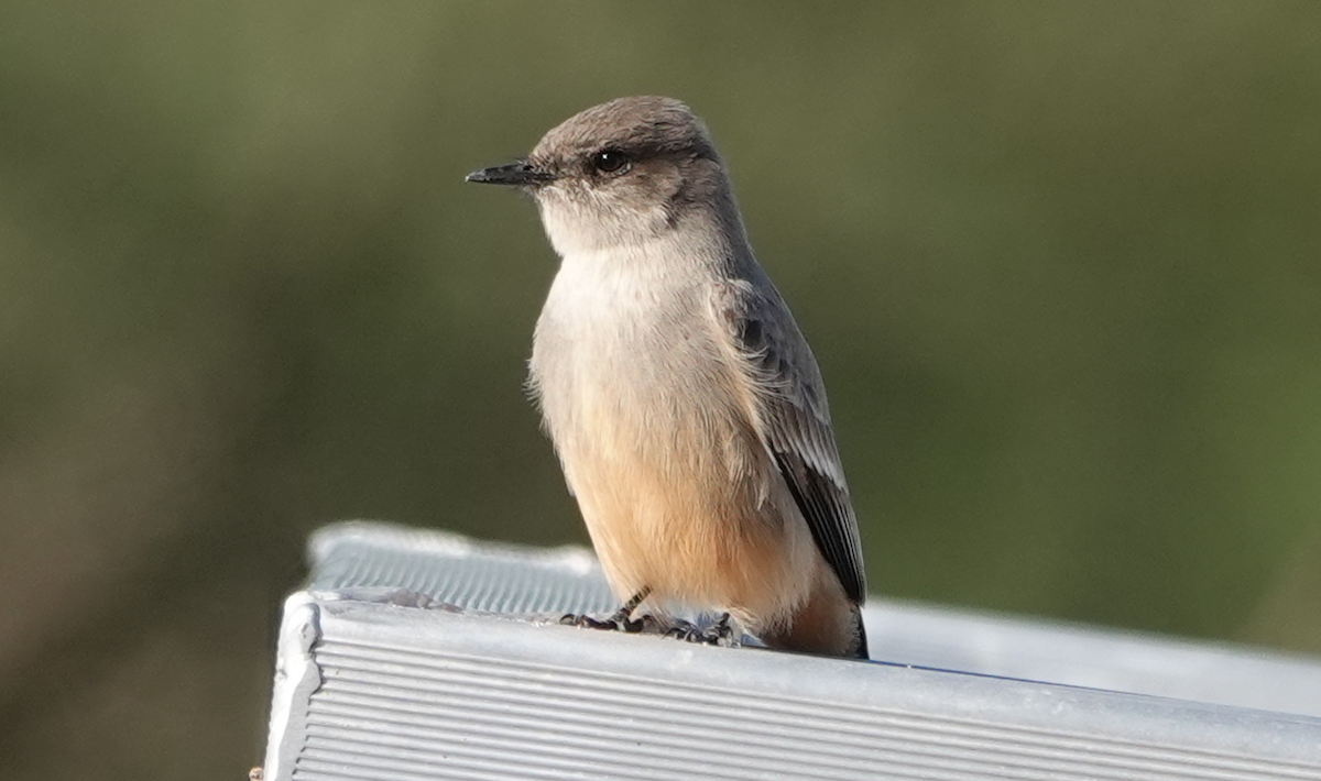 Say's Phoebe - ML614163605