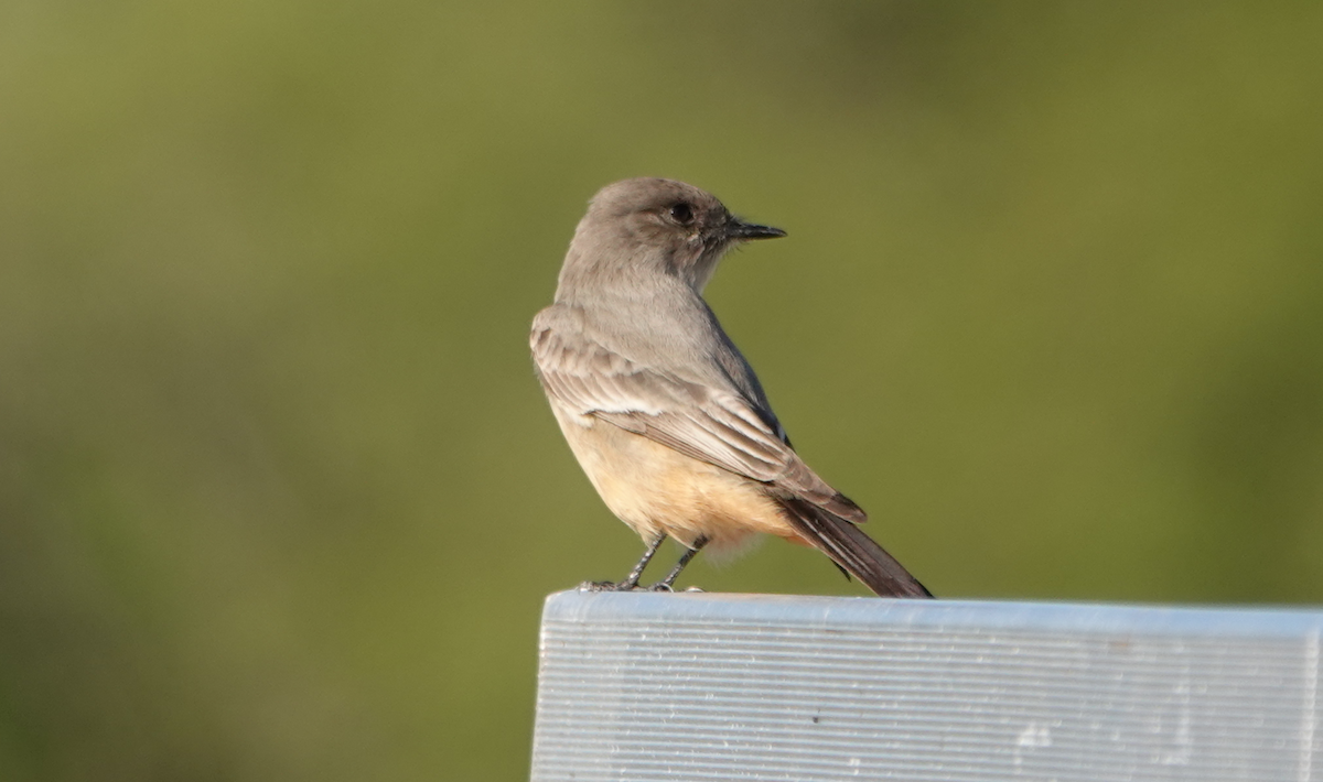 Say's Phoebe - ML614163607