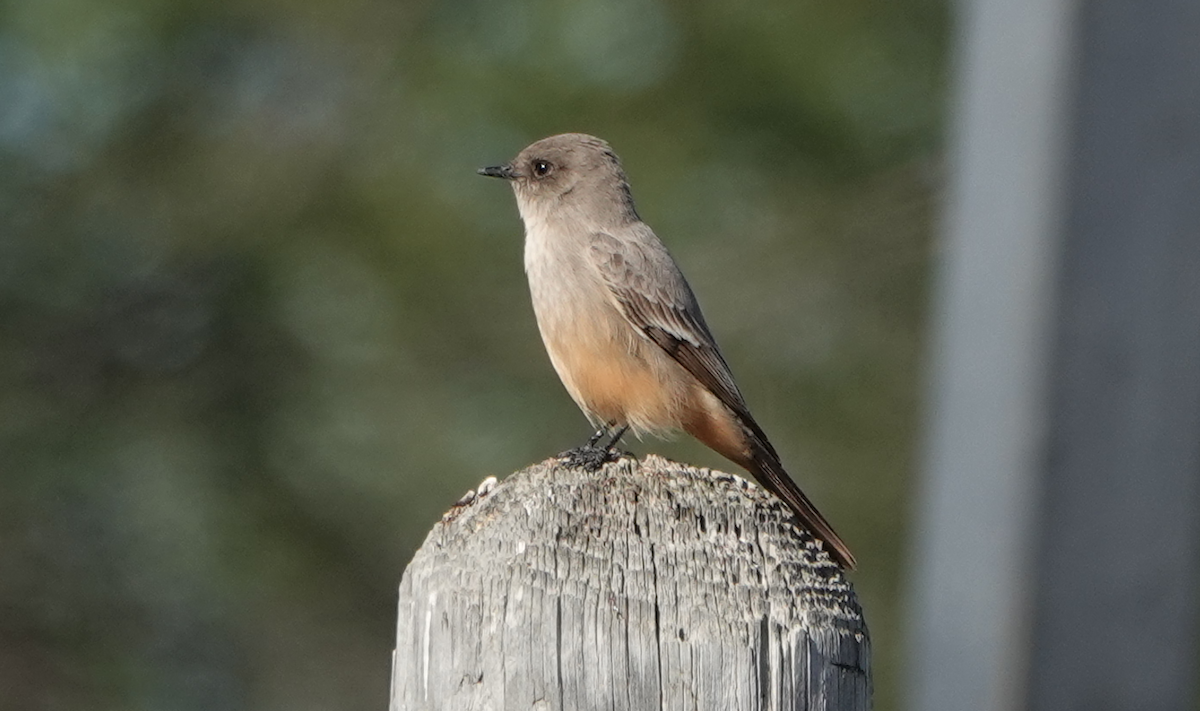 Say's Phoebe - ML614163608