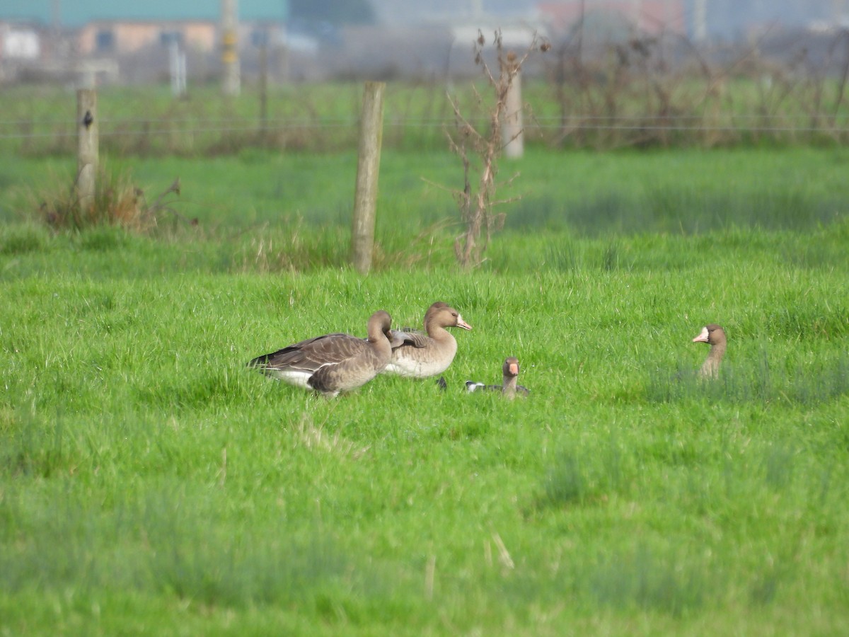 Greater White-fronted Goose - ML614163615