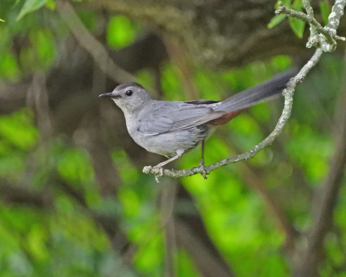 Gray Catbird - ML614163651