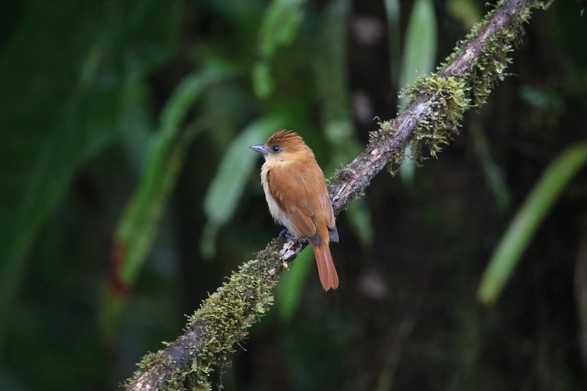 Угольный бекард - ML614163654