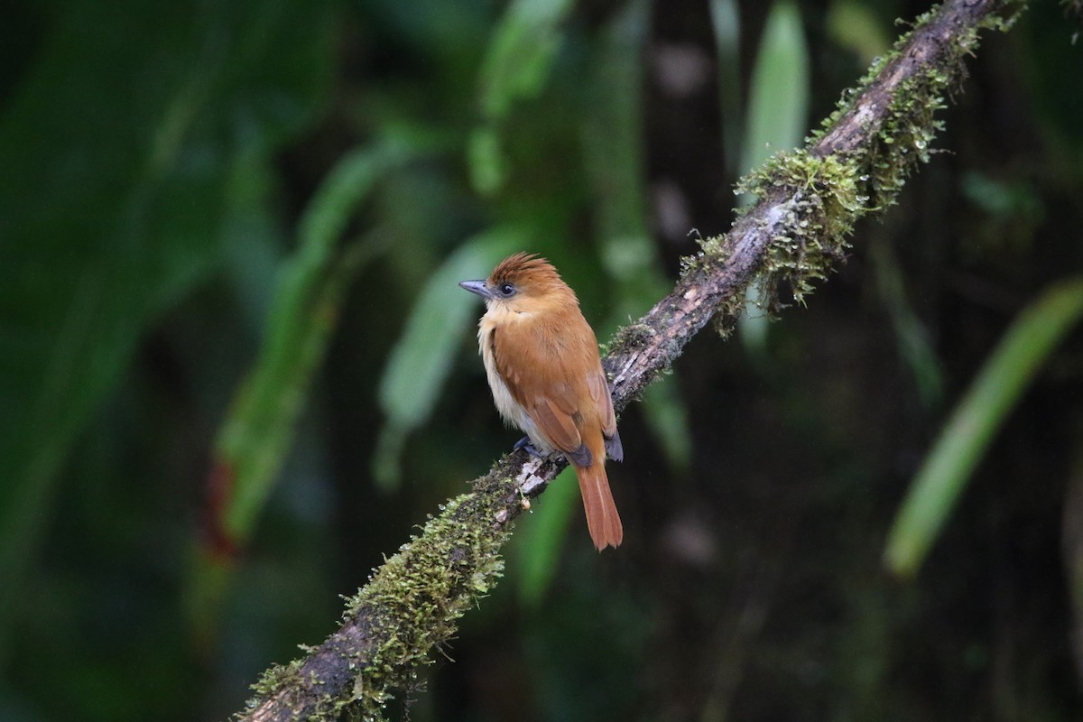 Угольный бекард - ML614163657