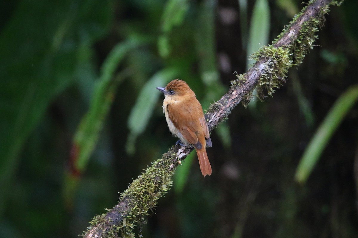 Угольный бекард - ML614163658