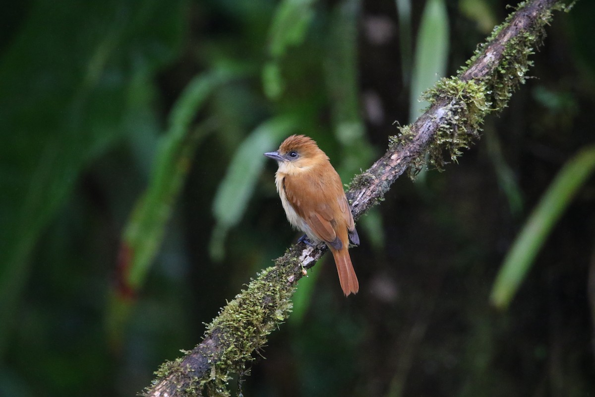 Угольный бекард - ML614163666