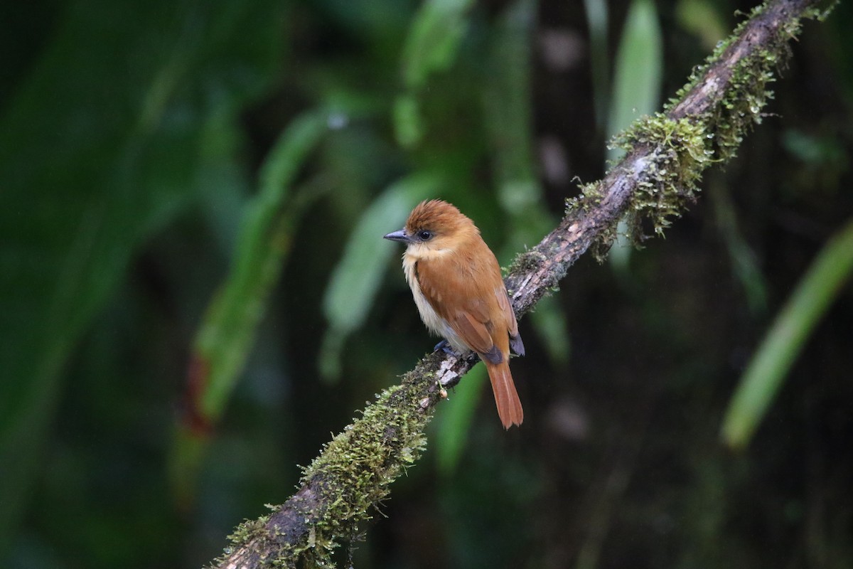 Угольный бекард - ML614163676