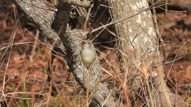 Ash-throated Flycatcher - ML614163684