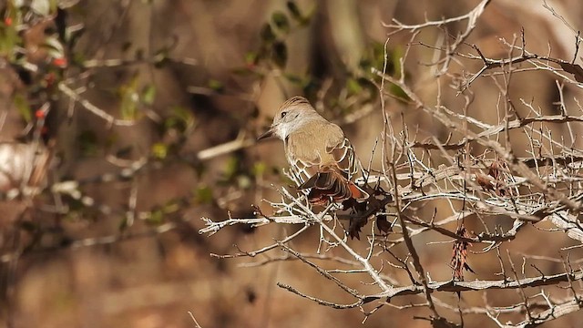 Ash-throated Flycatcher - ML614163685