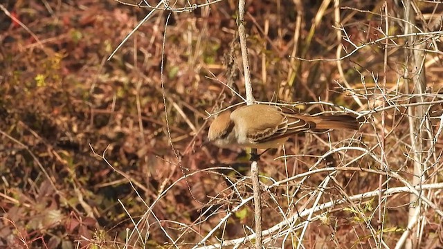 ハイノドヒタキモドキ - ML614163688