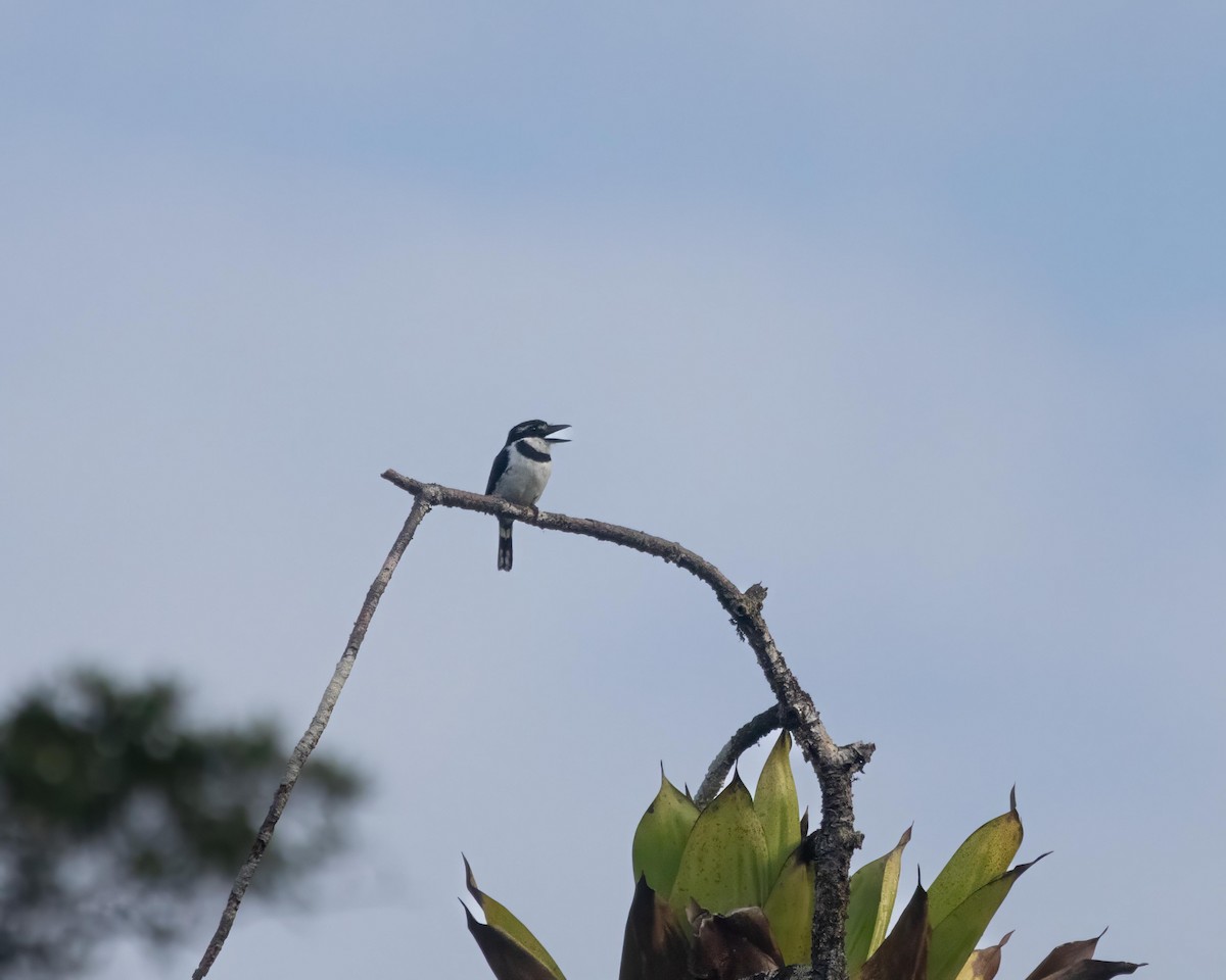 Pied Puffbird - ML614163714