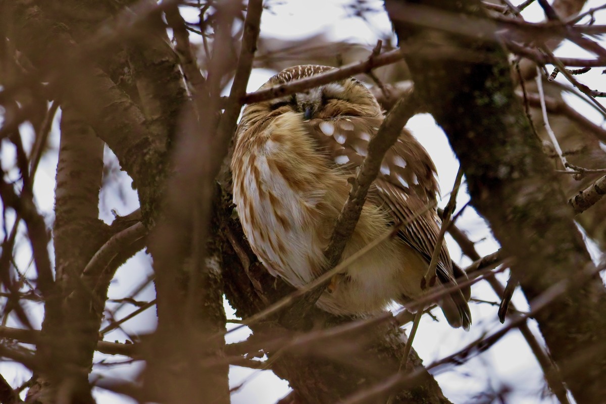 Northern Saw-whet Owl - Normand Laplante