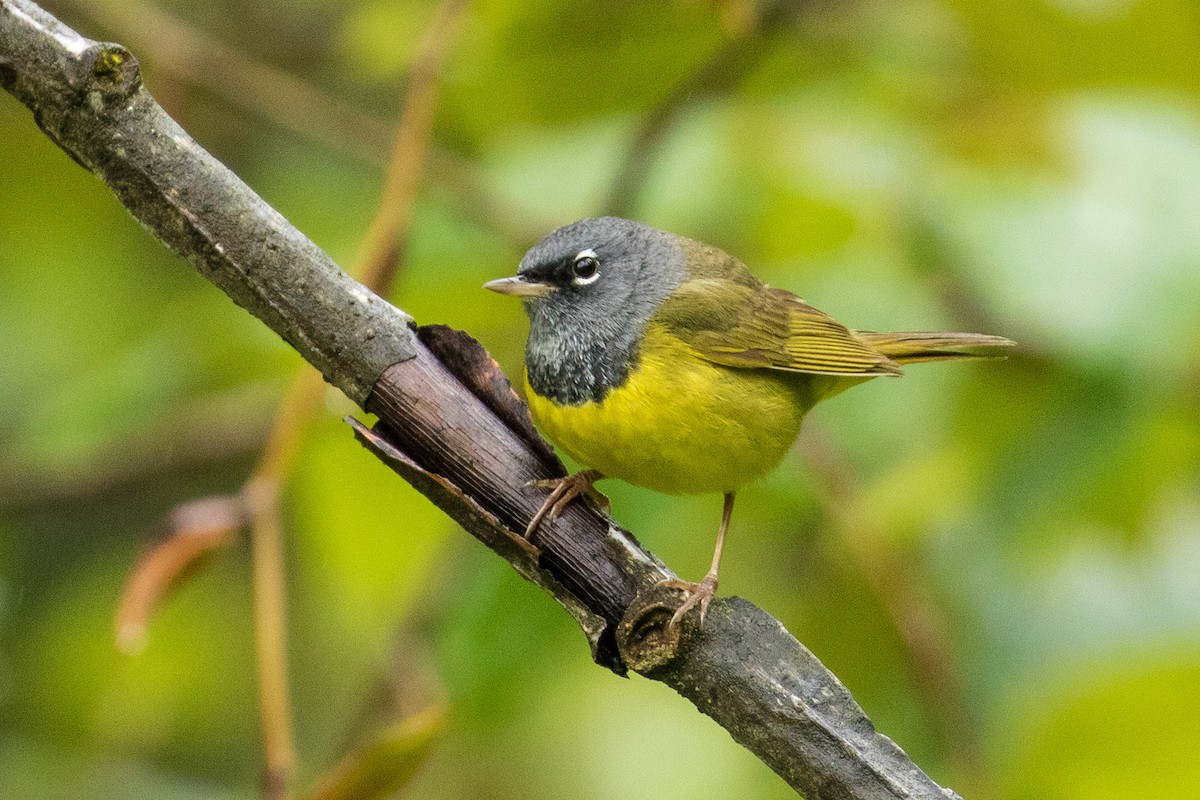 MacGillivray's Warbler - John Reynolds