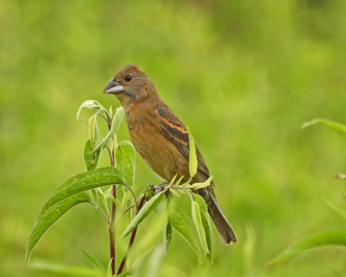 Blue Grosbeak - Aubrey Merrill