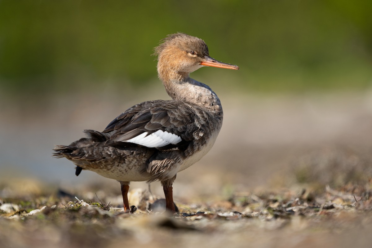 Red-breasted Merganser - ML614163831