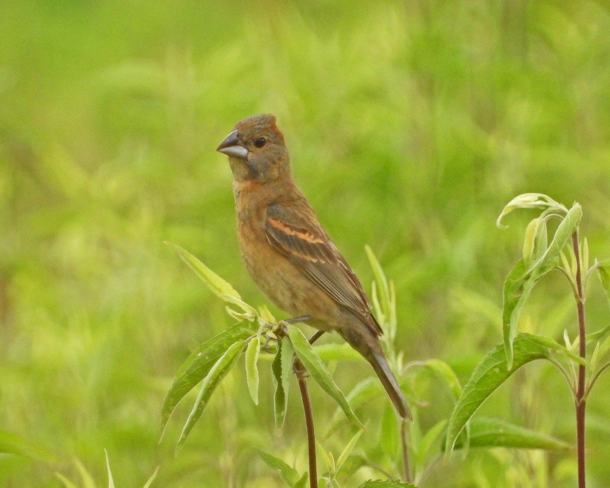 Blue Grosbeak - Aubrey Merrill