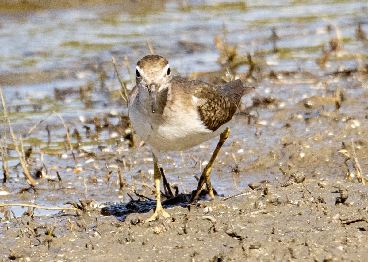 Spotted Sandpiper - ML614163985