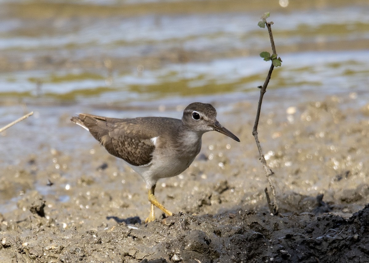 Spotted Sandpiper - ML614163988