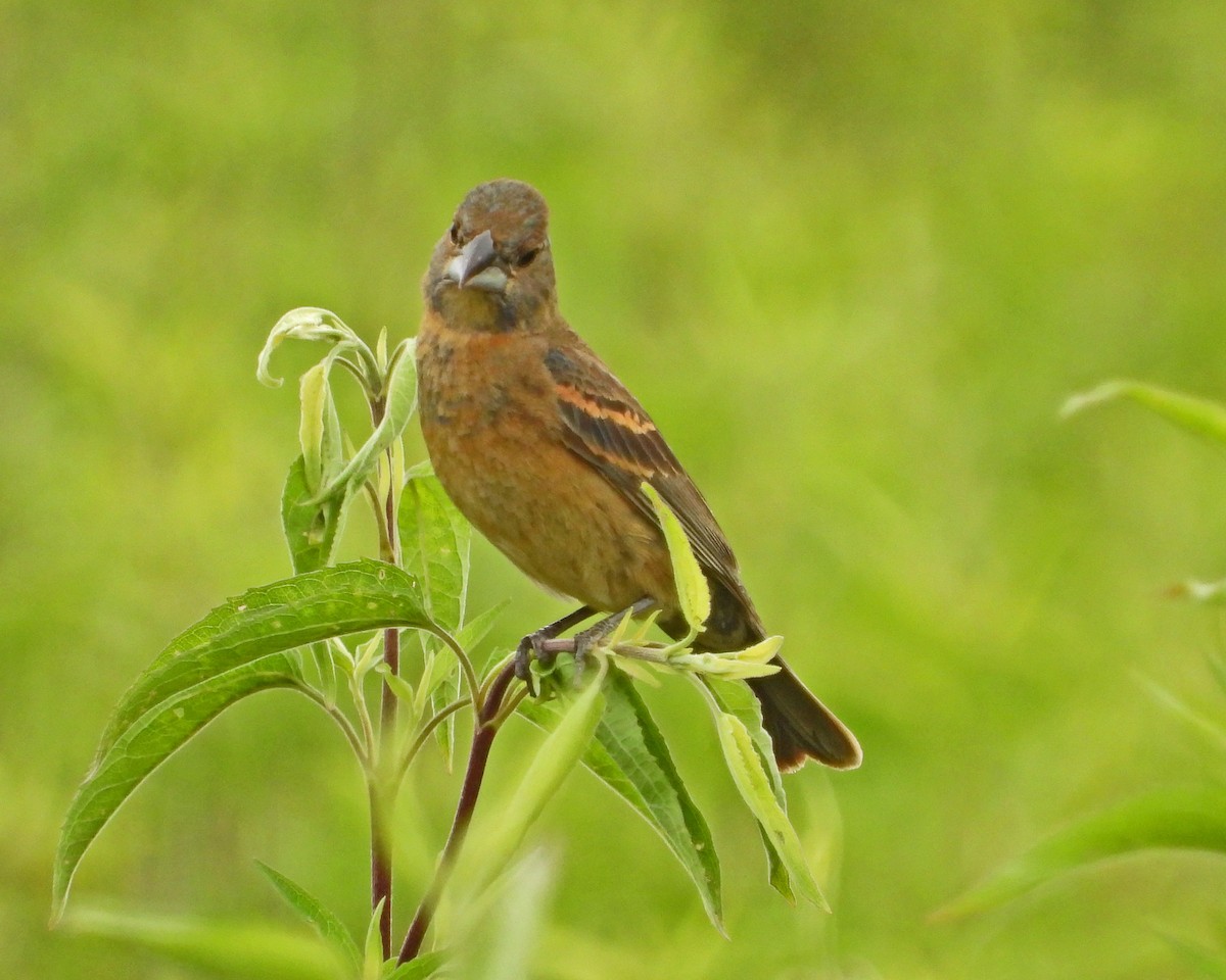 Blue Grosbeak - Aubrey Merrill