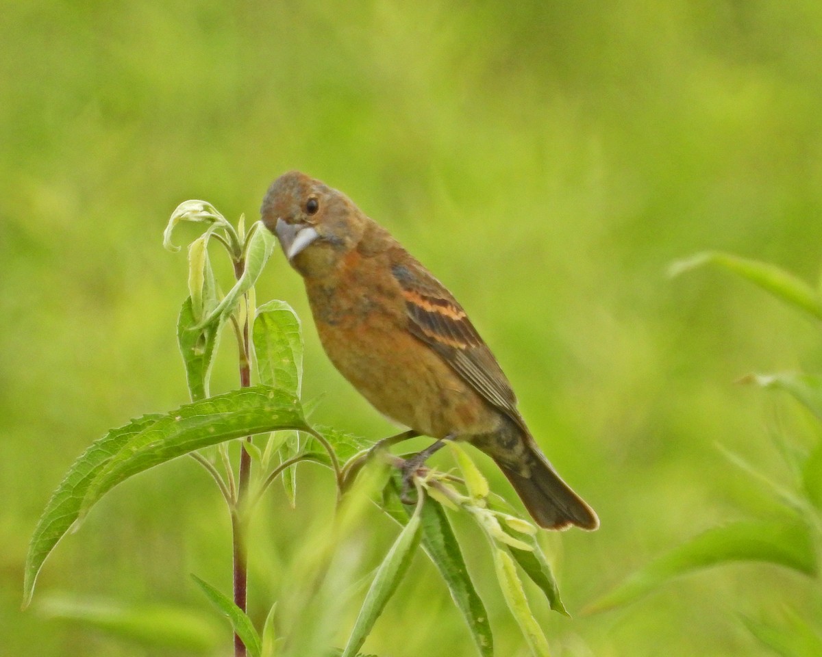 Blue Grosbeak - Aubrey Merrill