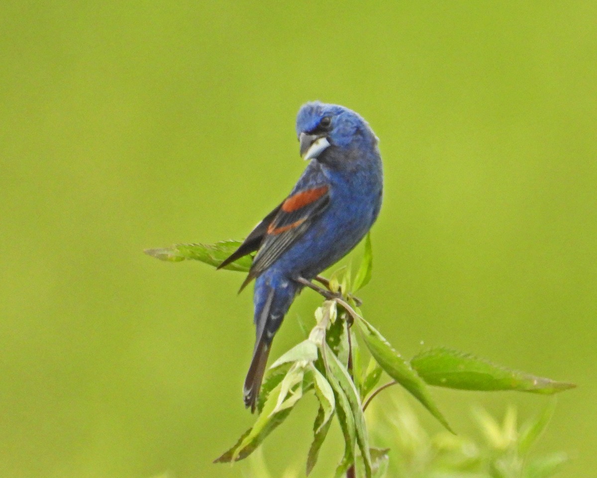 Guiraca bleu - ML614164186