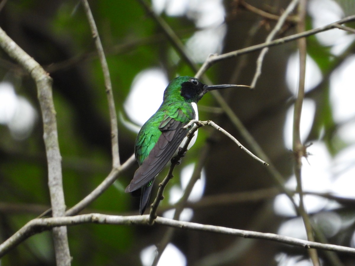 Colibrí Hada Oriental - ML614164314