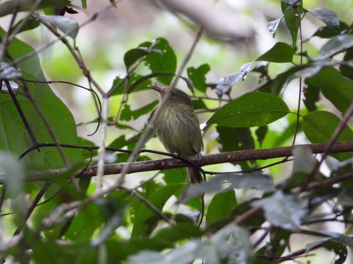 Snethlage's Tody-Tyrant - ML614164327