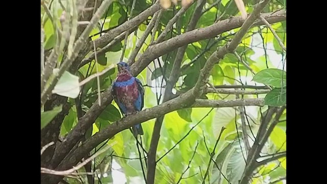 Banded Cotinga