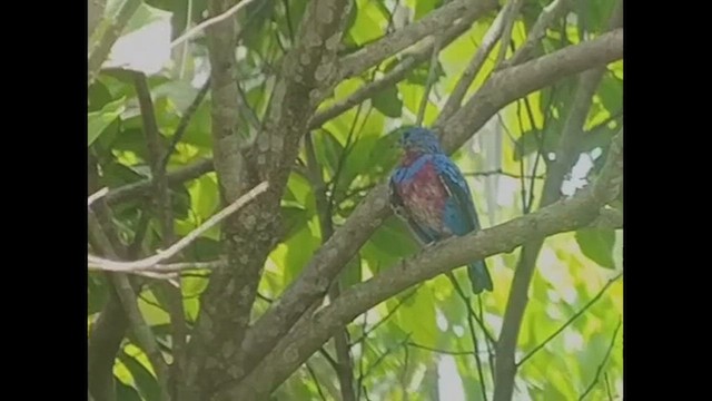 Cotinga Maculado - ML614164351