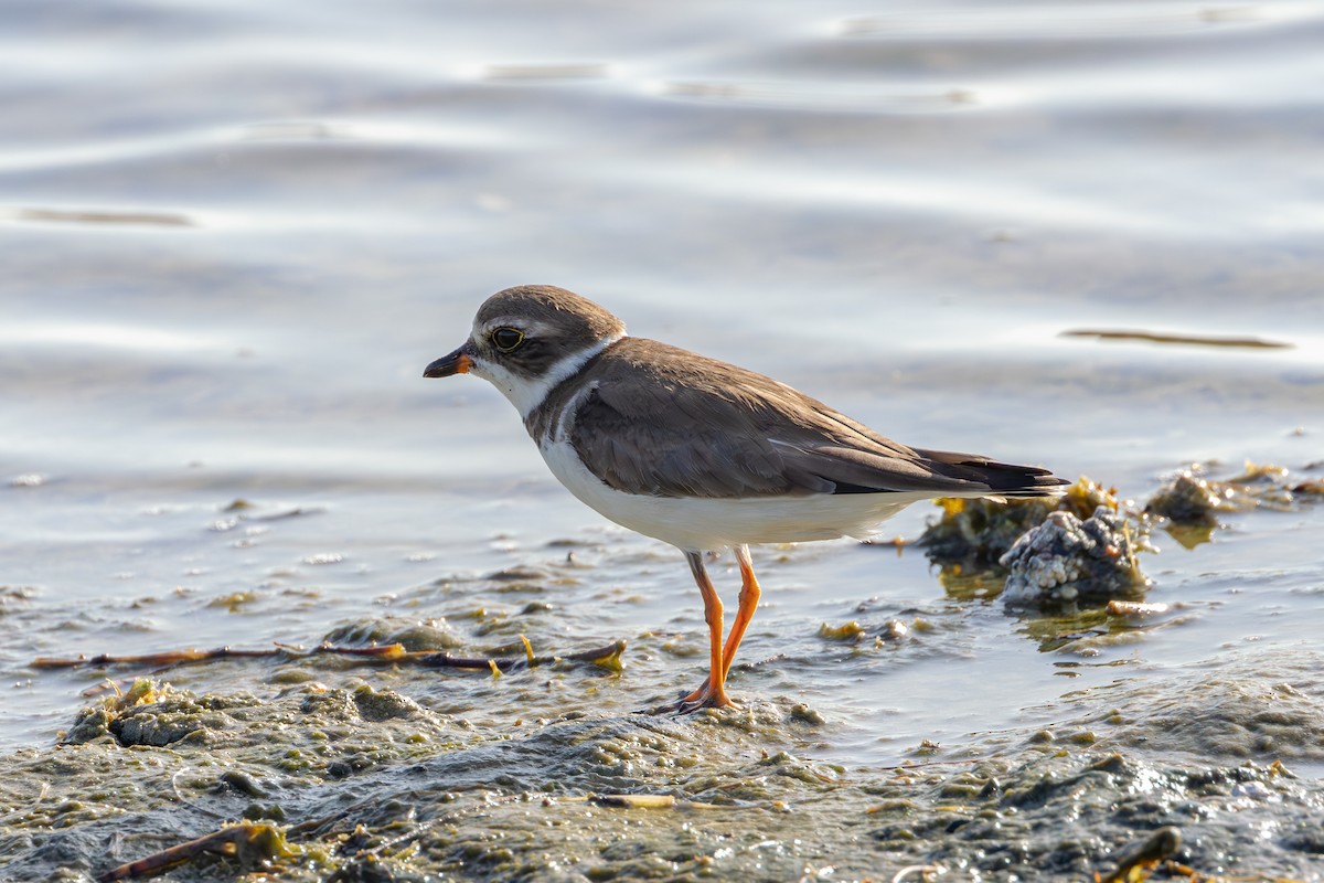 Semipalmated Plover - ML614164423