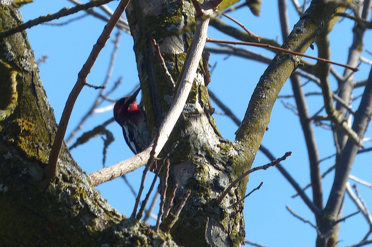 Red-breasted Sapsucker - ML614164433