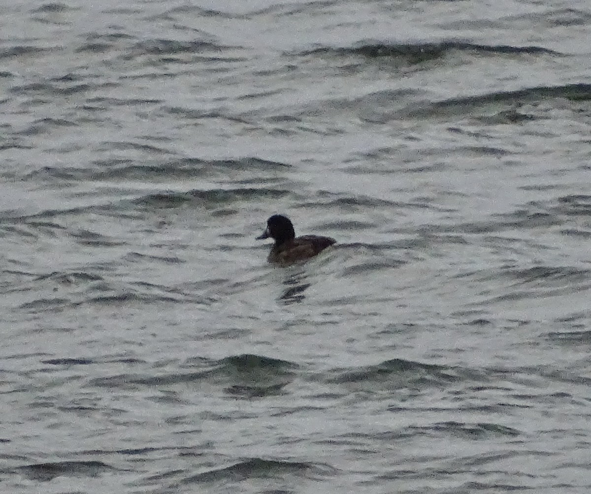 Greater Scaup - ML614164475