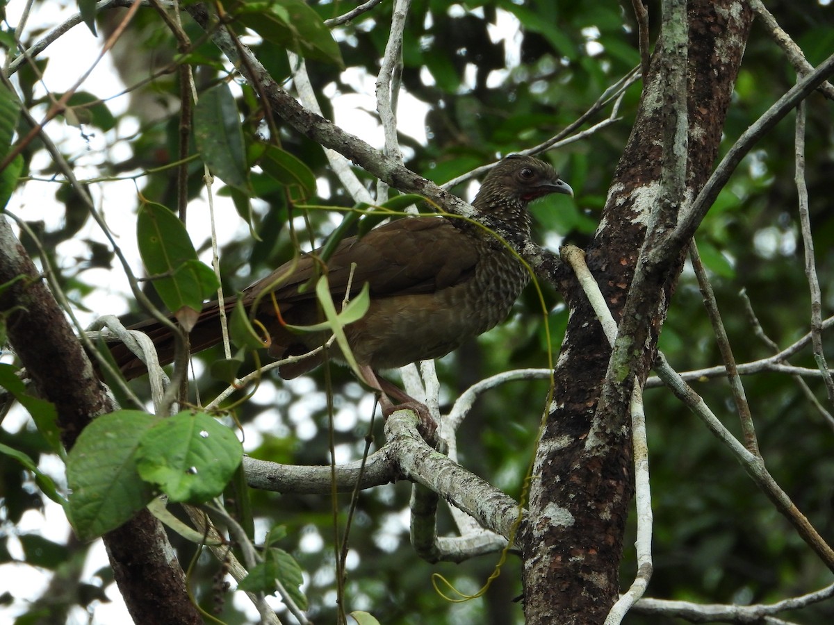 Chachalaca Moteada (guttata/subaffinis) - ML614164662