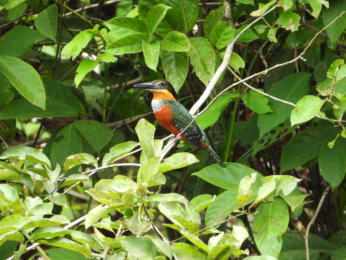 Green-and-rufous Kingfisher - ML614164697