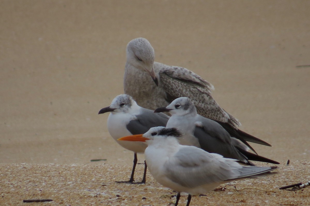 Laughing Gull - ML614164757