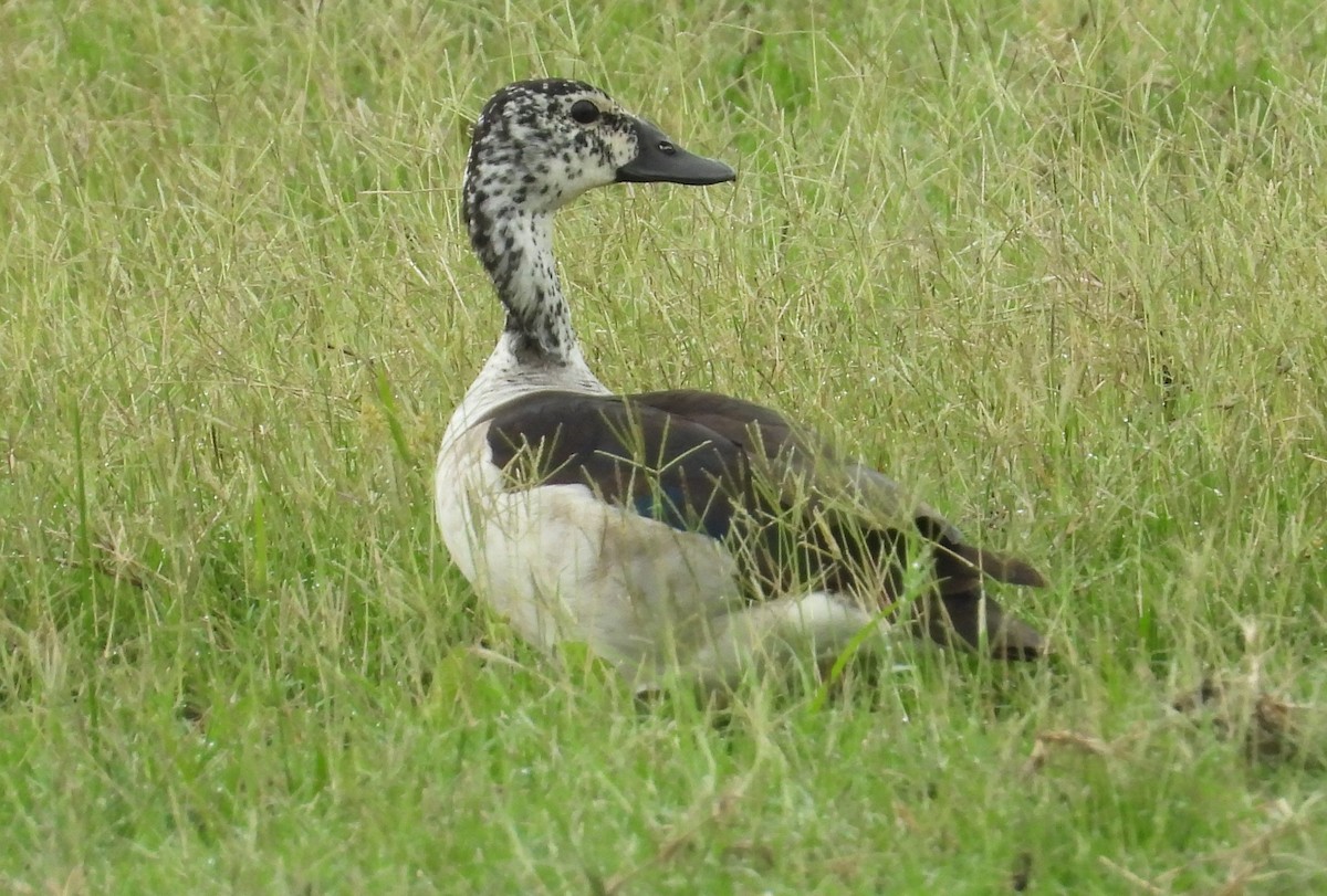 Knob-billed Duck - ML614164769