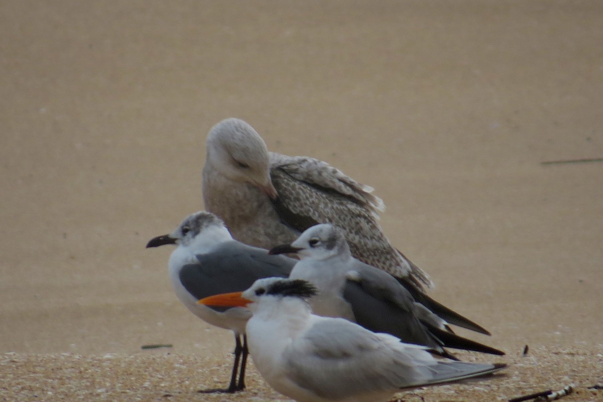 American Herring Gull - ML614164773