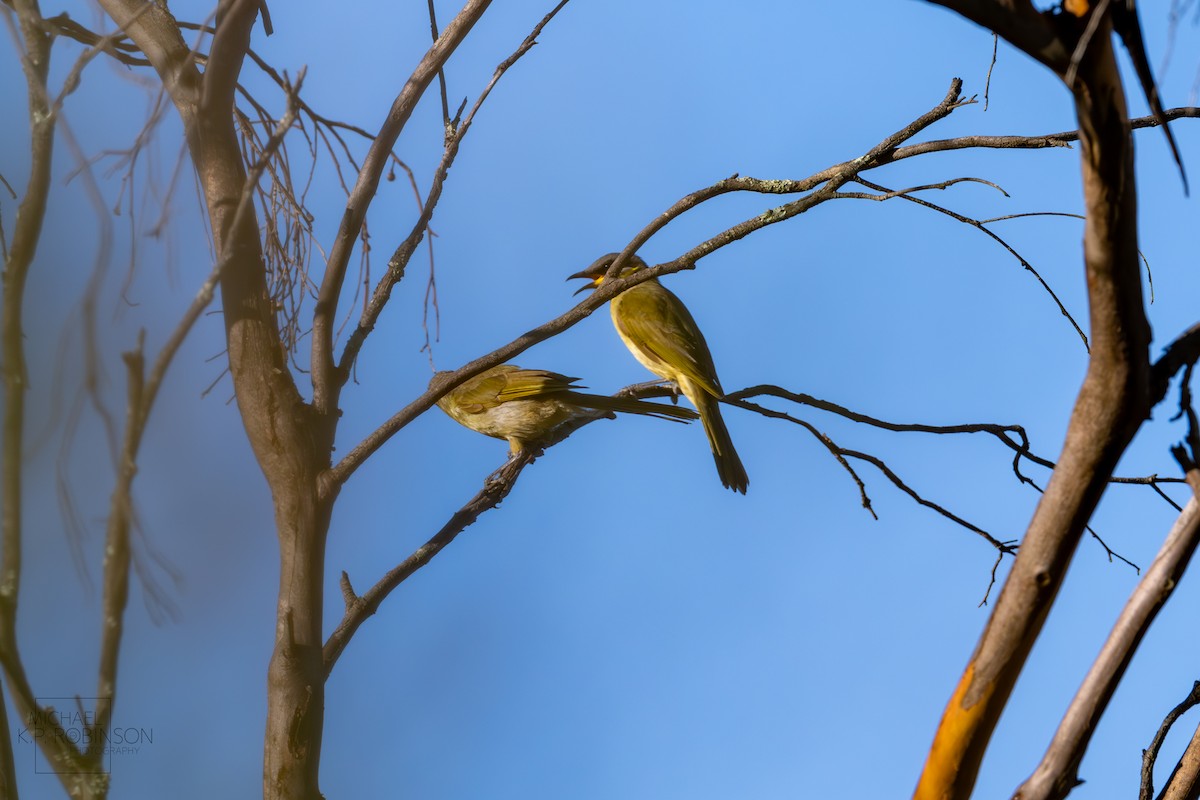 Purple-gaped Honeyeater - ML614164782